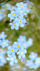 Forget-me-nots of pale blue color on a grass background