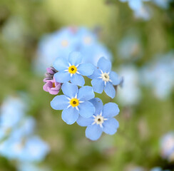 Blooming forget-me-not flowers of pale blue color