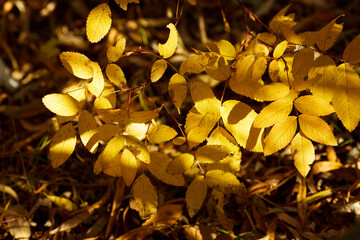 Autumn landscape. Autumn tree leaves. Orange leaves
