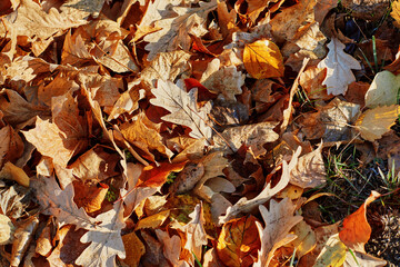 Autumn oak leaves covered with early morning frost