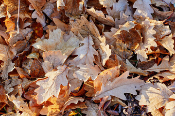 Autumn oak leaves covered with early morning frost