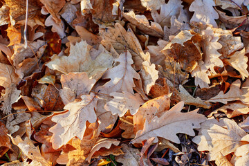 Autumn oak leaves covered with early morning frost