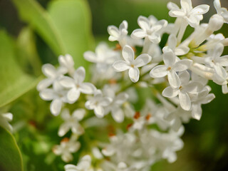 Background image of lilac with small white flowers close-up