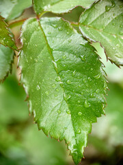 Background texture of a green rose leaf with raindrops