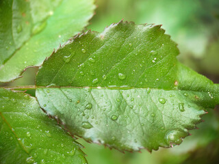 Background image of a green young rose leaf with raindrops