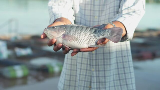 Aquaculture farmers hold quality tilapia yields in hand, guaranteeing integrity in organic bio-aquaculture. 