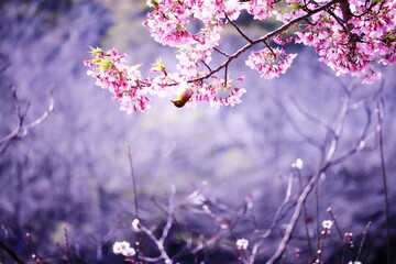 満開の桜と梅と遠く小さく見えるメジロの風景