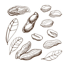 Set with peanuts and leaves on a white background. Hand drawn vector illustration.Vegan food. 