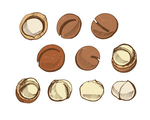 Set of macadamia nuts on a white background. Hand drawn vector illustration.Vegan food. 