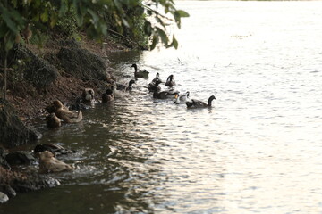 ducks on the river water