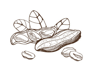 Peanuts and leaves on white background. Hand drawn vector illustration.