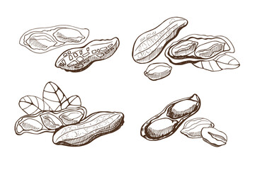 Set with peanuts and leaves on a white background. Hand drawn vector illustration. Vegan food. 