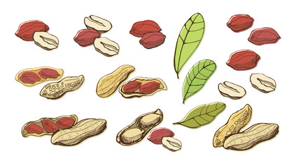 Set of peanuts and leaves on a white background. Vector color illustration