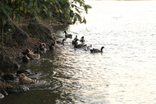 ducks on the river water