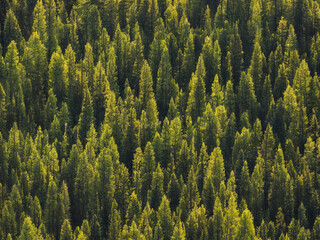 Temperate Coniferous Trees in Forests