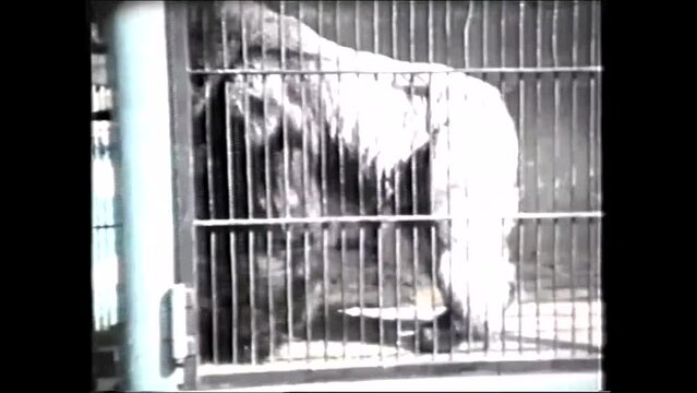 GORILLA in Gage - - 1960s vintage video 8mm