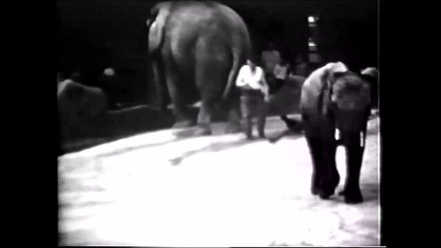 Elephants, mom elephant with baby son in the zoo - 1960s vintage video 8mm