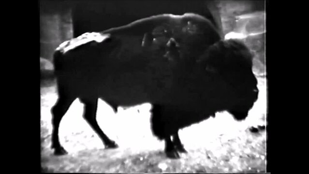 Buffalo in the zoo - 1960s vintage video 8mm