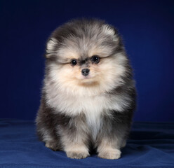 Cute fluffy Pomeranian puppy on a blue background