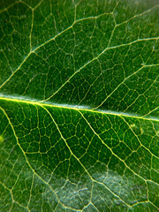 Background texture of a green tree leaf close-up