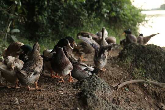family of ducks on the river side