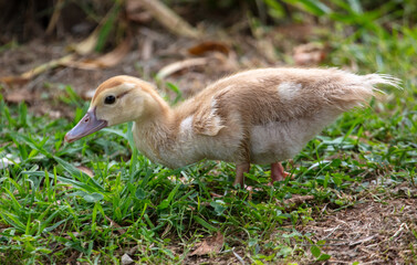 Little duckling on green grass in summer.