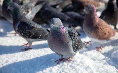 Pigeons in the snow in winter.