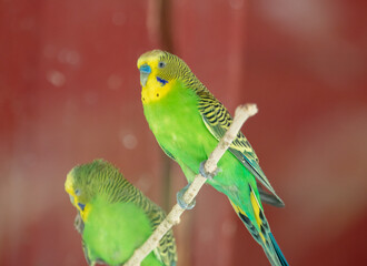 Wavy parrots in the park.