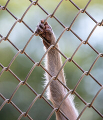 Monkey paw in a zoo cage.