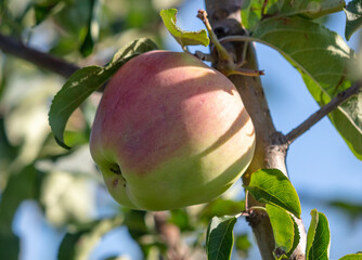 Ripe apples on the branches of a tree.
