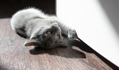 Kitten on the floor in the room in the sun.