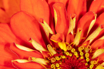 Yellow pollen on a flower as a background.