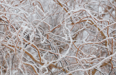 Curly willow branches in the snow.