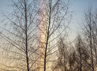 Tree on the background of a rainbow in winter.