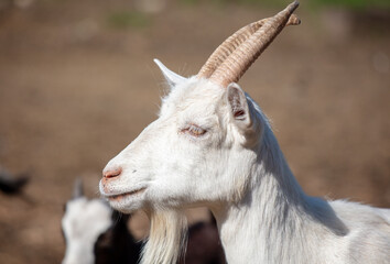 Portrait of a goat on a farm.