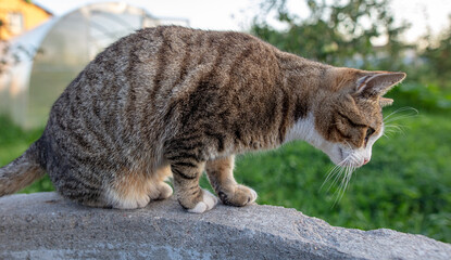 Portrait of a cat in nature.