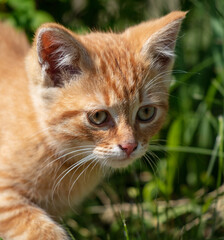 Portrait of a ginger kitten in green grass.