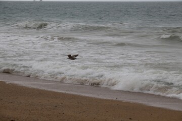 seagulls on the beach