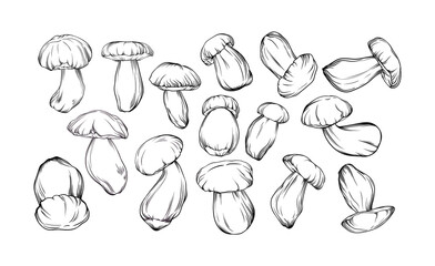 vector set of monochrome porcini mushrooms drawn with black outline. single mushrooms are shown in close-up. botanical illustration