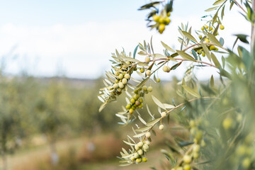 Olive tree plantation, young plants, ecological plantation, biodynamic agriculture