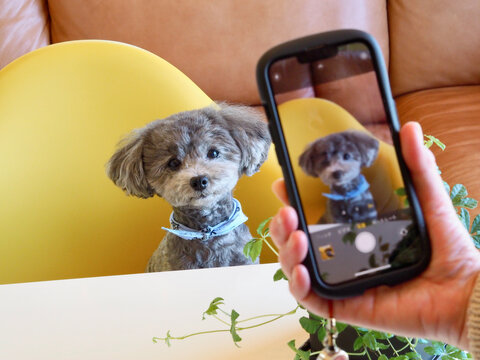 スマホで愛犬を撮影する女性　愛くるしい表情をする愛犬　トイプードル　お家時間　SNS　投稿　休日の過ごし方