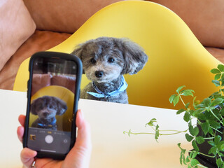 スマホで愛犬を撮影する女性　愛くるしい表情をする愛犬　トイプードル　お家時間　SNS　投稿　休日の過ごし方