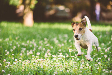 Healthy and active dog running outdoors at park lawn covered by blossom flowers and green grass