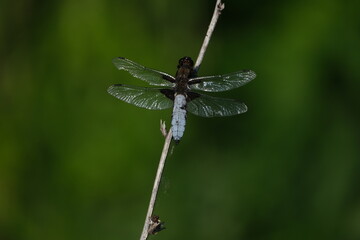 Fototapeta premium The broad bodied chaser dragonfly close up in nature