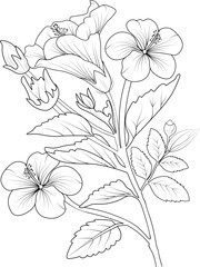 illustration of a hibiscus flower, vector sketch pencil art, bouquet floral coloring page and book isolated on white /