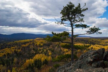 Golden fall in the Ussuri taiga. Bolshekhekhtsirsky Nature Reserve. Khabarovsk Krai, far East, Russia.