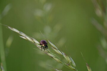 Small brown beetle with metallic head resting on a plant