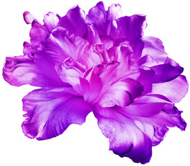 Bright purple   tulip  flower  on white isolated background with clipping path. Closeup. For design. Nature.