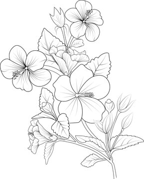 Flowers branch of hibiscus flower Hand drawing  vector illustration Vintage design elements bouquet floral natural collection coloring page and book for adult and children isolate on white background.
