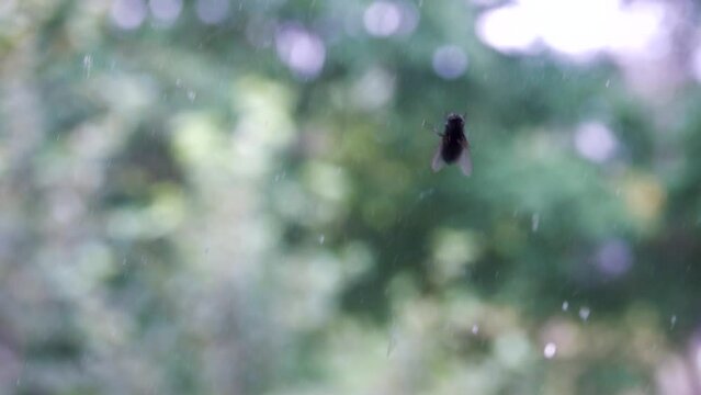 A blue bottle fly on a dirty window pane and green trees as a background. The concept of comparing polluting technogenic cevilization and nature